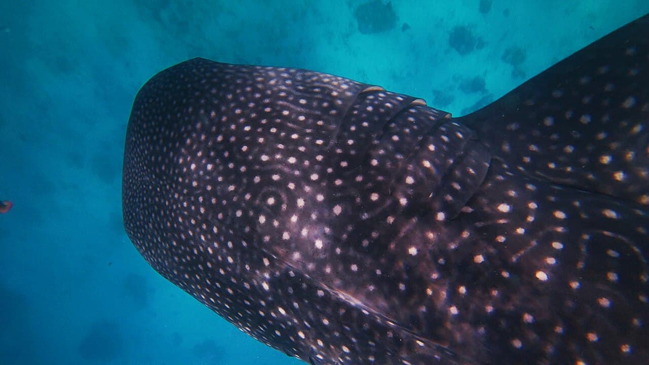 Cebu